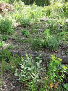 terrace bank weeded