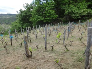 vineyard second strim