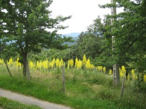 Verbascum field