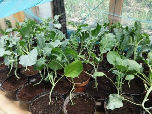 cabbage crop