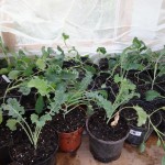 cabbage potted on
