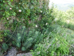 cutting back euphorbias