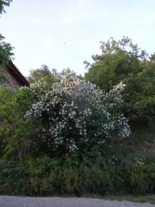 deutzia 9pm