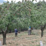 harvest