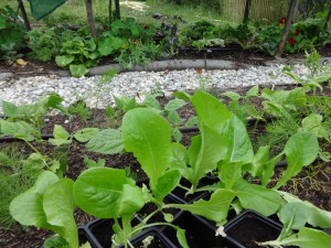 planting out lettuce