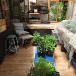 plants in p shed