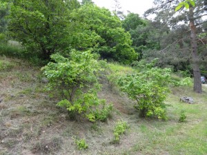 quince garden