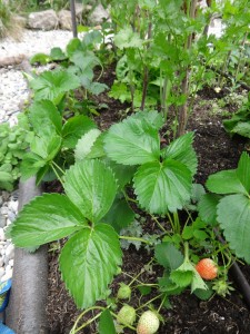 strawberry weeding