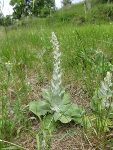 verbascum