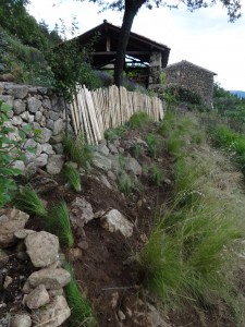 32 eragrostis planted