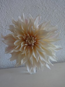 absurd dahlia