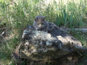 artur on his throne