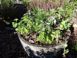 barrel planted up