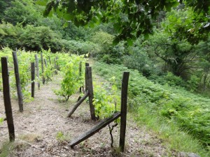 edge of vineyard