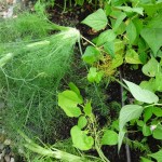 fennel chewed