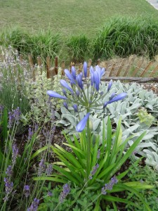 first agapanthus