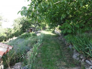 mow walnut path