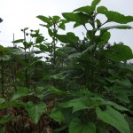 sunflower monsters