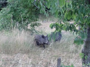 wild boar