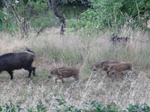 wild boar babies