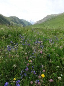 wildflowers 1