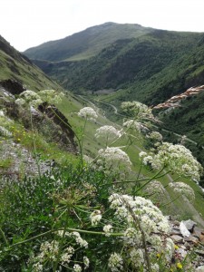 wildflowers 2