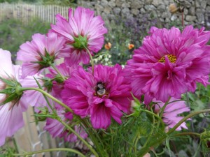 cosmos and bees