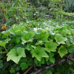courgette runner bean thicket