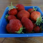 daily strawberries