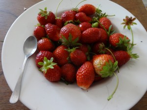 mid august strawberries
