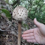 monster shroom