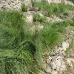 mulched grasses