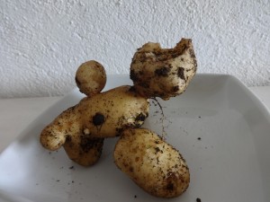 wacky potatoes