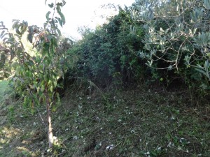 brambles behind cherry