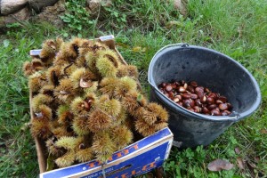 chestnut-picking