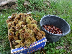 chestnut picking