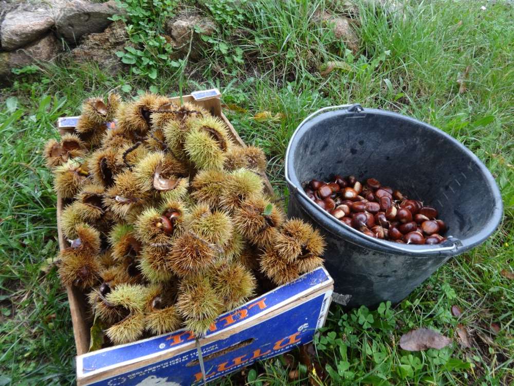 chestnut-picking