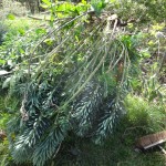 euphorbias pulled