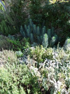 herb garden before