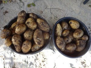 last spuds