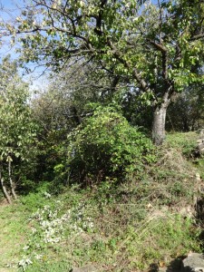 stable brambles