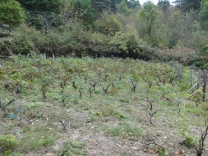 vineyard stakes removed