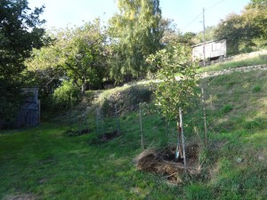 weeded orchard