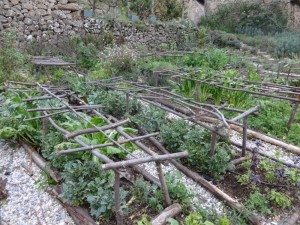 weeding potager october