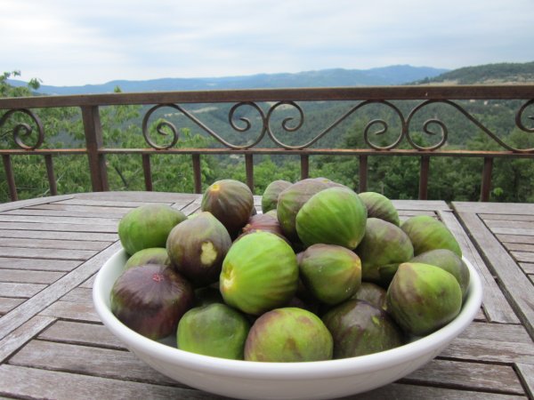 first figs