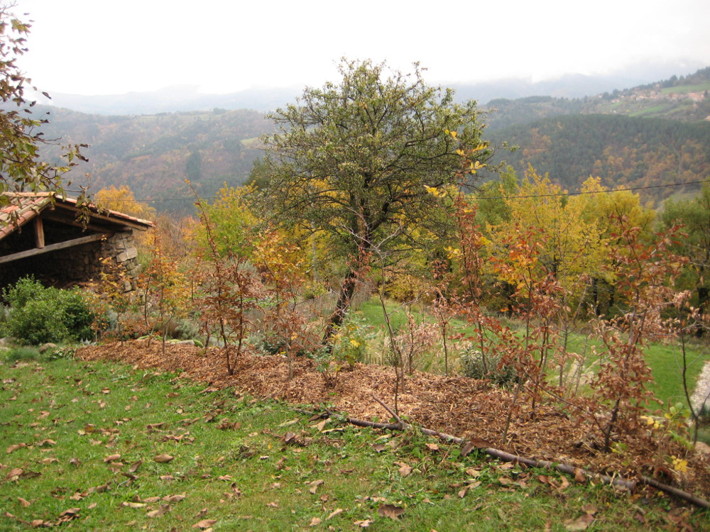 hornbeam hedge mulched