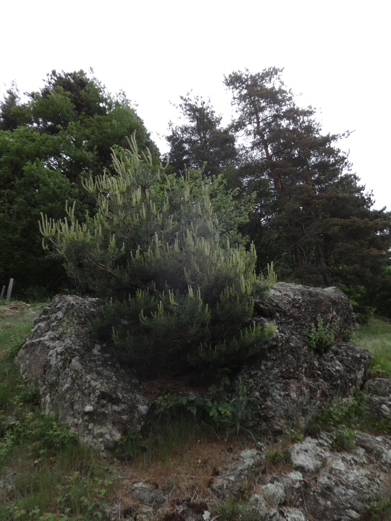 1pine and rock