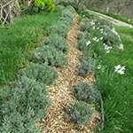 8 mulched lavender long