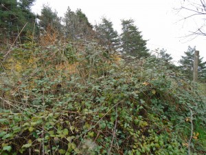 bramble fence