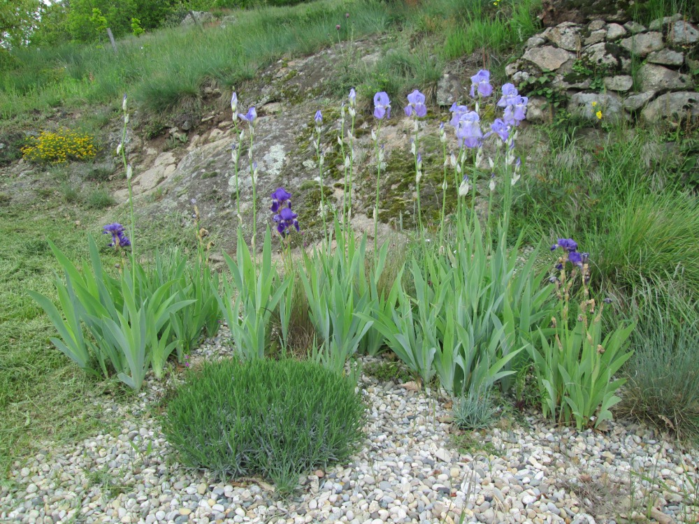 courtyard irises (2)